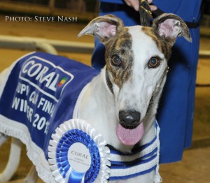 BALLYMAC MARINE Puppy Cup winner.Romford 20th September 2013.Pic Steve Nash