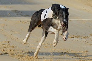Greyhound_Donnas_Gift