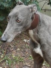 Greyhound_Hanover_Lady