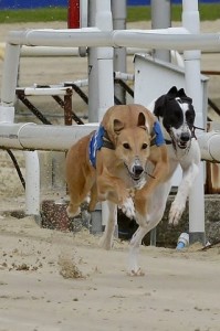 Greyhound_Glenvale_Rosie-big