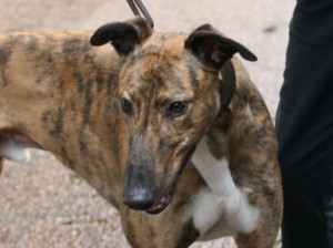 Greyhound_Watch_Matt-_2big