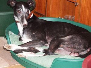 Greyhound_Horse_Outside