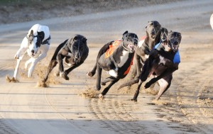 Southfield Jock PupDerbyHt5 copy