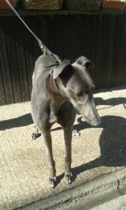 Droopys Tequila