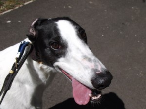 WINSTON kennel dogs 008