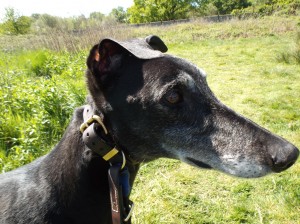 STEVIE dogs 005