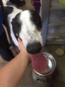 HOVE WINNER WINSTON