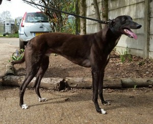 DROOPYS CYRIC (CYRIC)