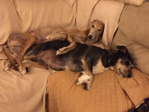 Dezzie & Bailey