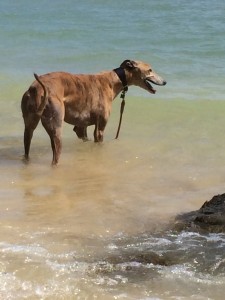 Dezzie Paddling