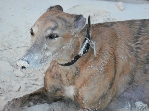 Dezzie covered in sand